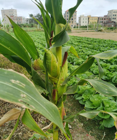 玉米一颗结几个玉米