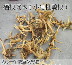 杜鹃根泡多久可以沉水