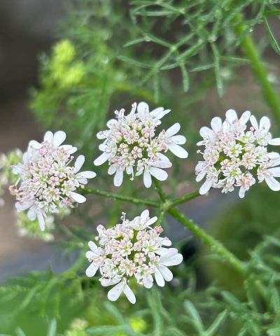小众送妈妈的花有哪些花