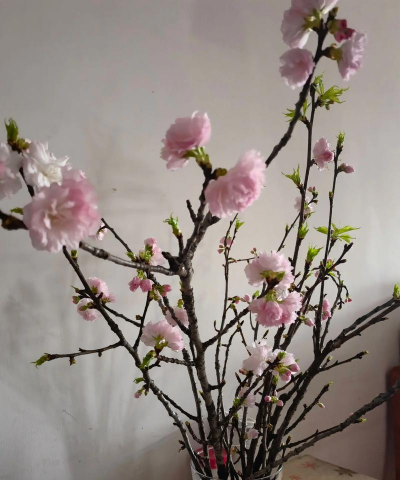 小众送妈妈的花有哪些花