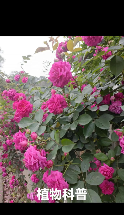 小众送妈妈的花有哪些花