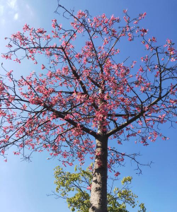 小众送妈妈的花有哪些花