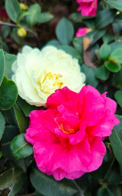 小众送妈妈的花有哪些花