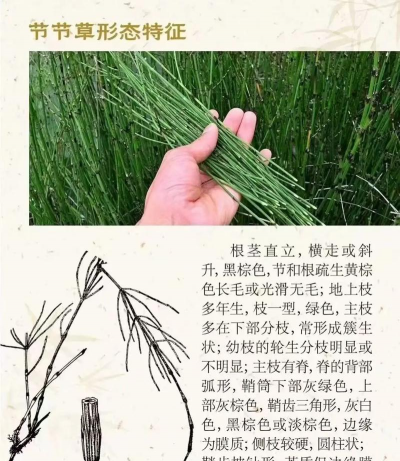 节节草的别名