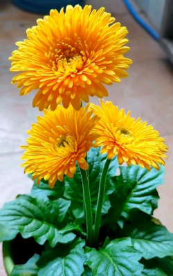 小众送妈妈的花有哪些花