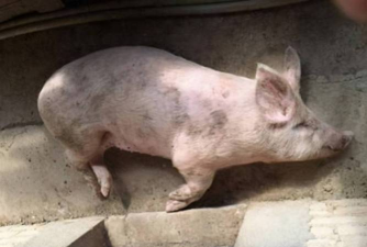 小众送妈妈的花有哪些花