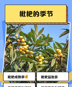 枇杷几月成熟