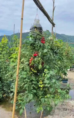 小众送妈妈的花有哪些花