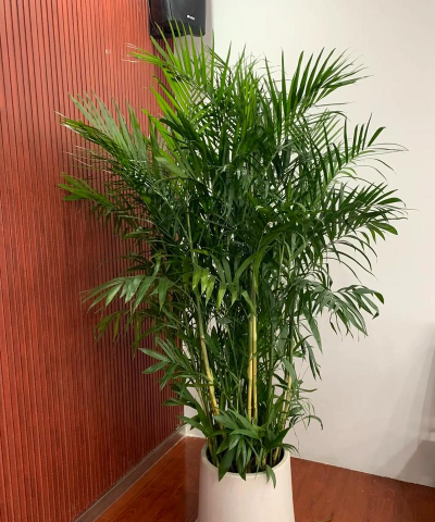 小众送妈妈的花有哪些花