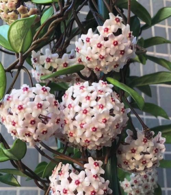 小众送妈妈的花有哪些花