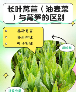 油麦菜是莴苣叶子吗