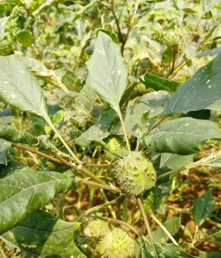 小众送妈妈的花有哪些花