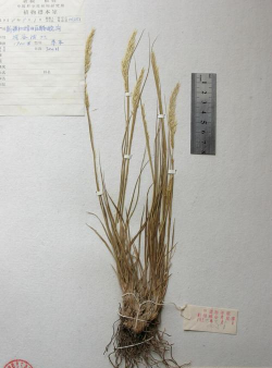 冠毛常见于哪科植物