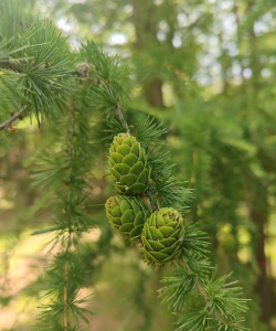 小众送妈妈的花有哪些花