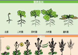 油菜生长周期