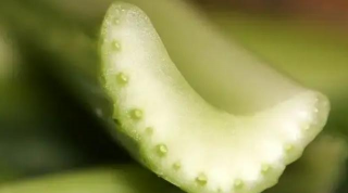 单子叶植物根的维管束类型为