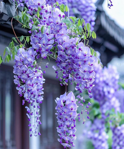 小众送妈妈的花有哪些花