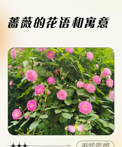 蔷薇寓意代表什么意思