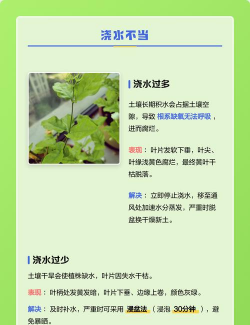 小众送妈妈的花有哪些花