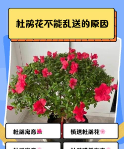 小众送妈妈的花有哪些花