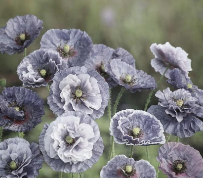 小众送妈妈的花有哪些花