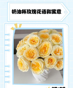 奶油玫瑰花语是什么