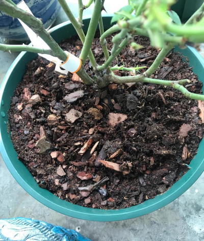 小众送妈妈的花有哪些花