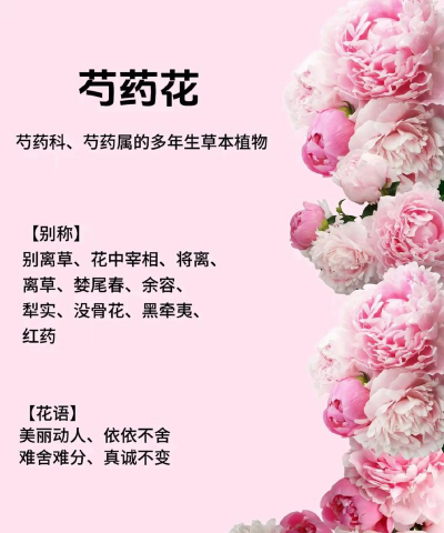 芍药花花语