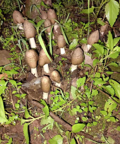 鸡枞菌生长环境特点