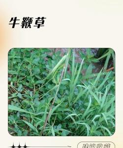 养牛种什么草一年四季都能生长