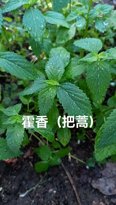 把蒿学名是什么