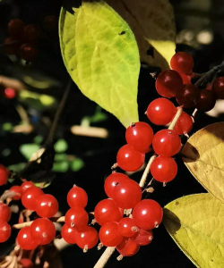 小众送妈妈的花有哪些花