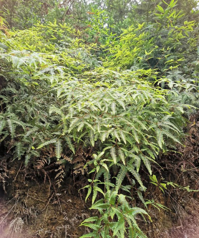 小众送妈妈的花有哪些花