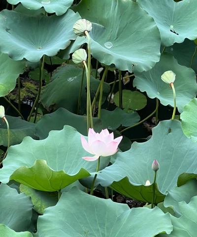 小众送妈妈的花有哪些花