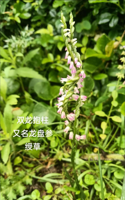 小众送妈妈的花有哪些花