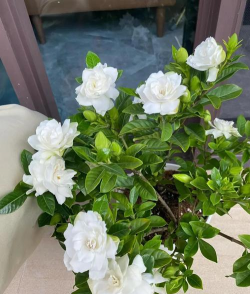 小众送妈妈的花有哪些花