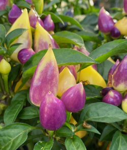 小众送妈妈的花有哪些花