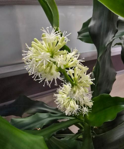 小众送妈妈的花有哪些花