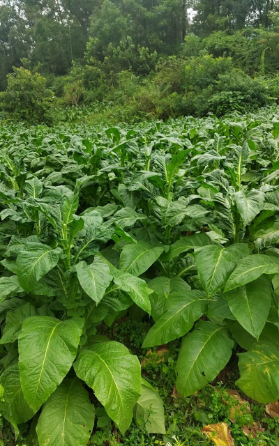 烟草是什么植物