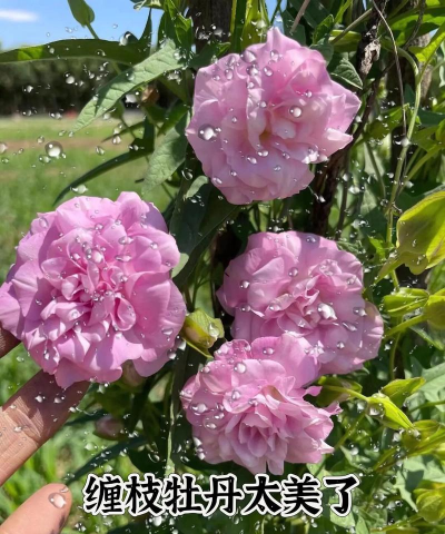 小众送妈妈的花有哪些花