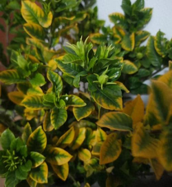 小众送妈妈的花有哪些花