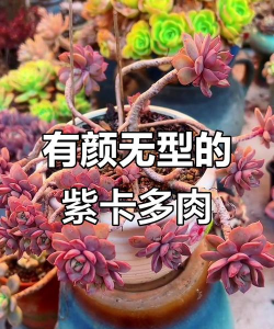 小众送妈妈的花有哪些花