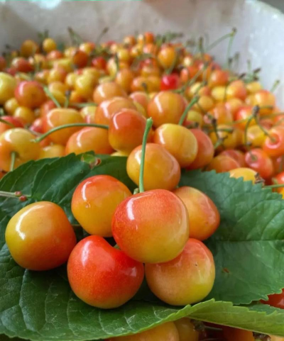 黄色樱桃叫什么品种