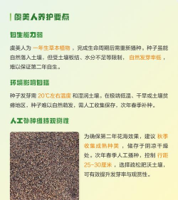 小众送妈妈的花有哪些花