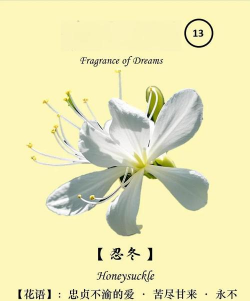 忍冬花语是什么