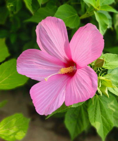 小众送妈妈的花有哪些花