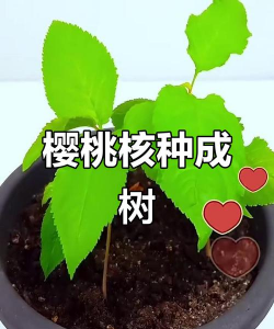 樱桃核可以种出樱桃树吗
