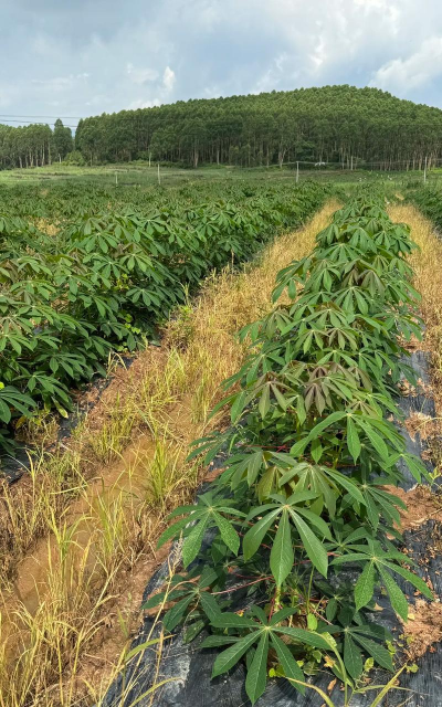 小众送妈妈的花有哪些花