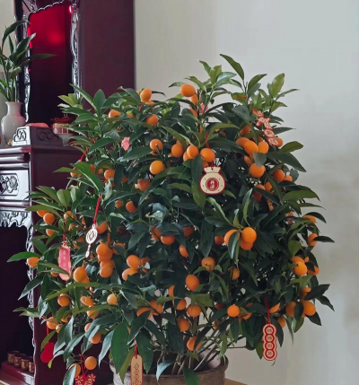 小众送妈妈的花有哪些花