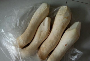 粗又长又大的蘑菇是什么菇